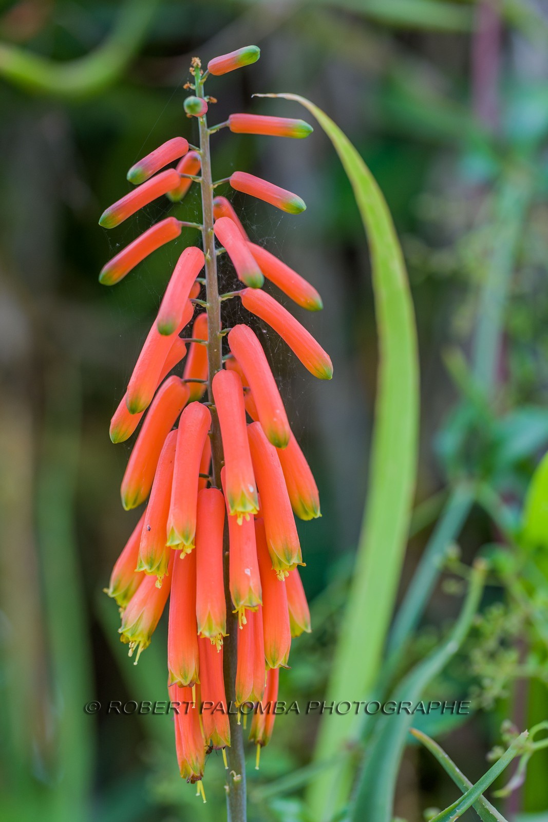 Aloes helenae