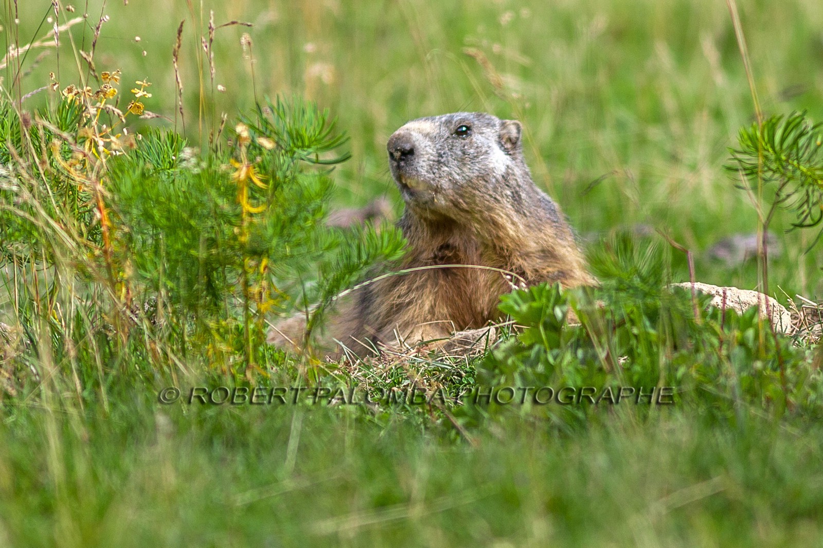 Marmotte, Marmota