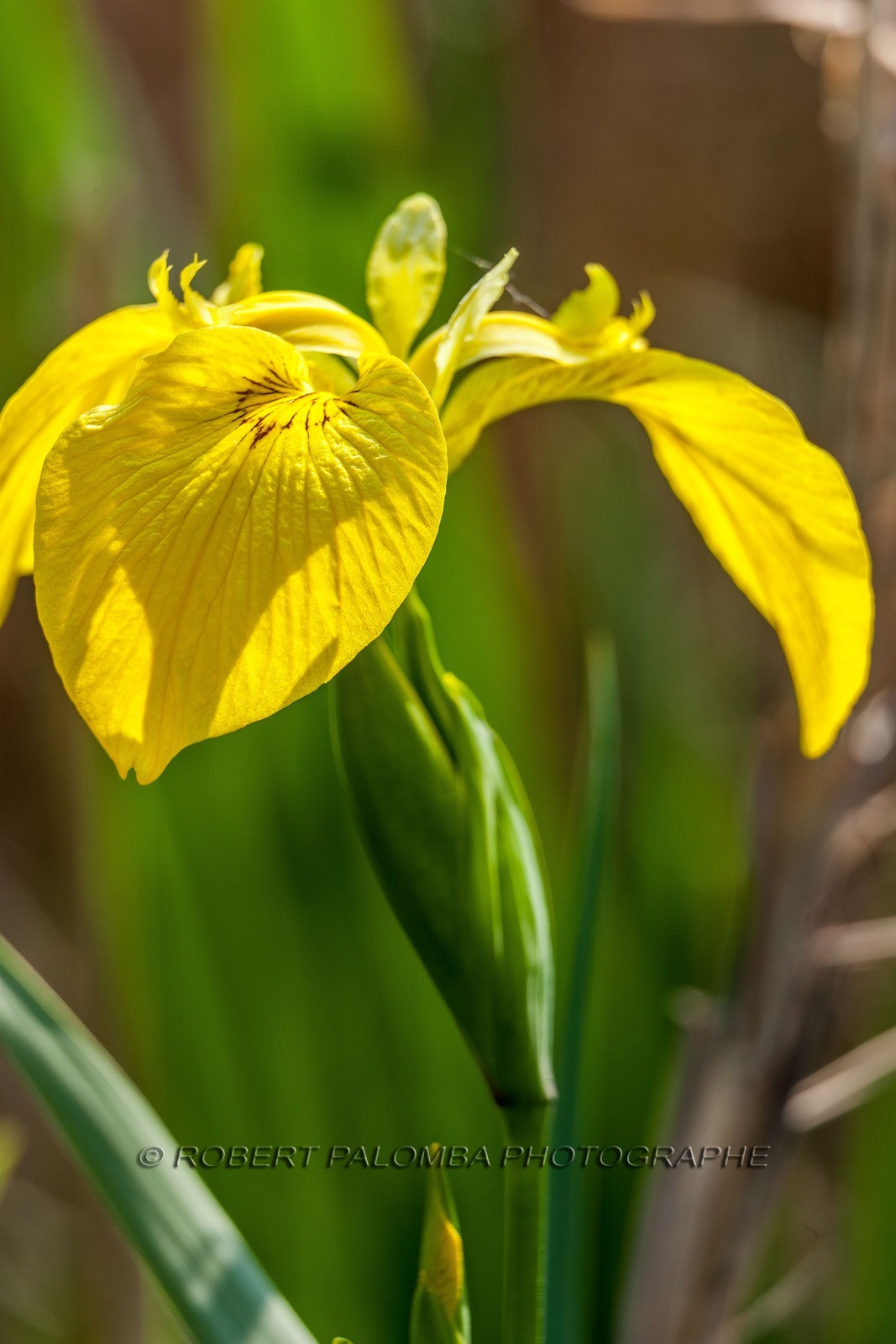 Iris Jaune, Iris pseudacorus Iris Jaune, Iris pseudacorus