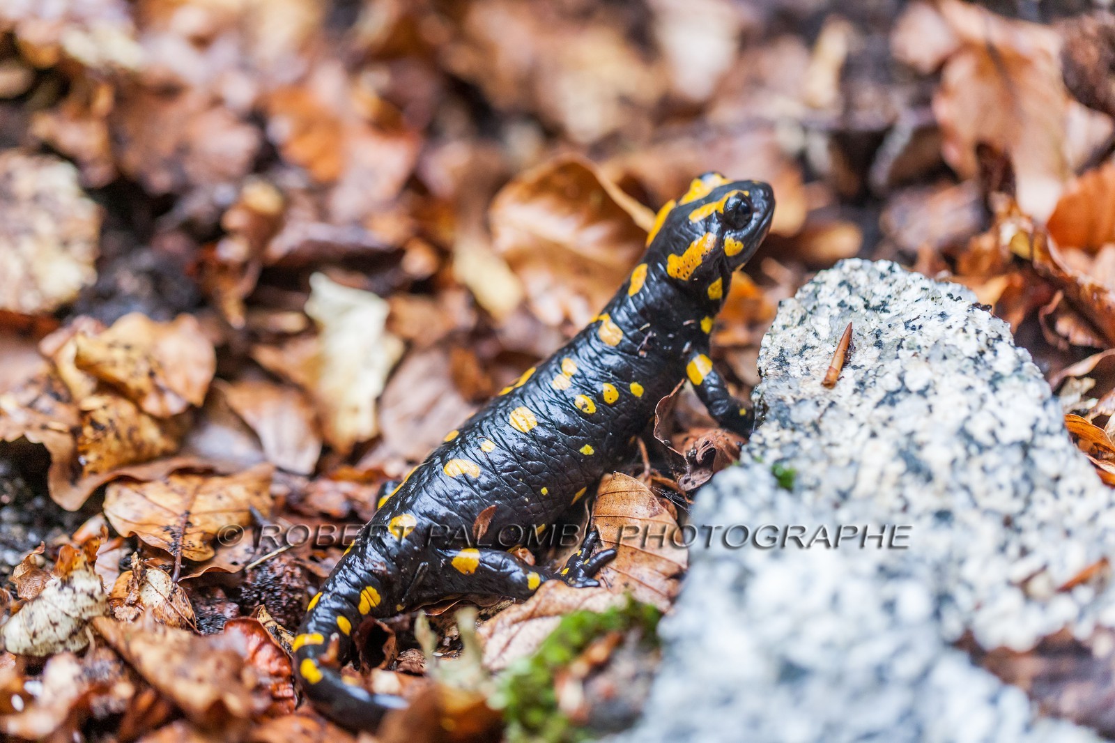 Salamandre de Corse