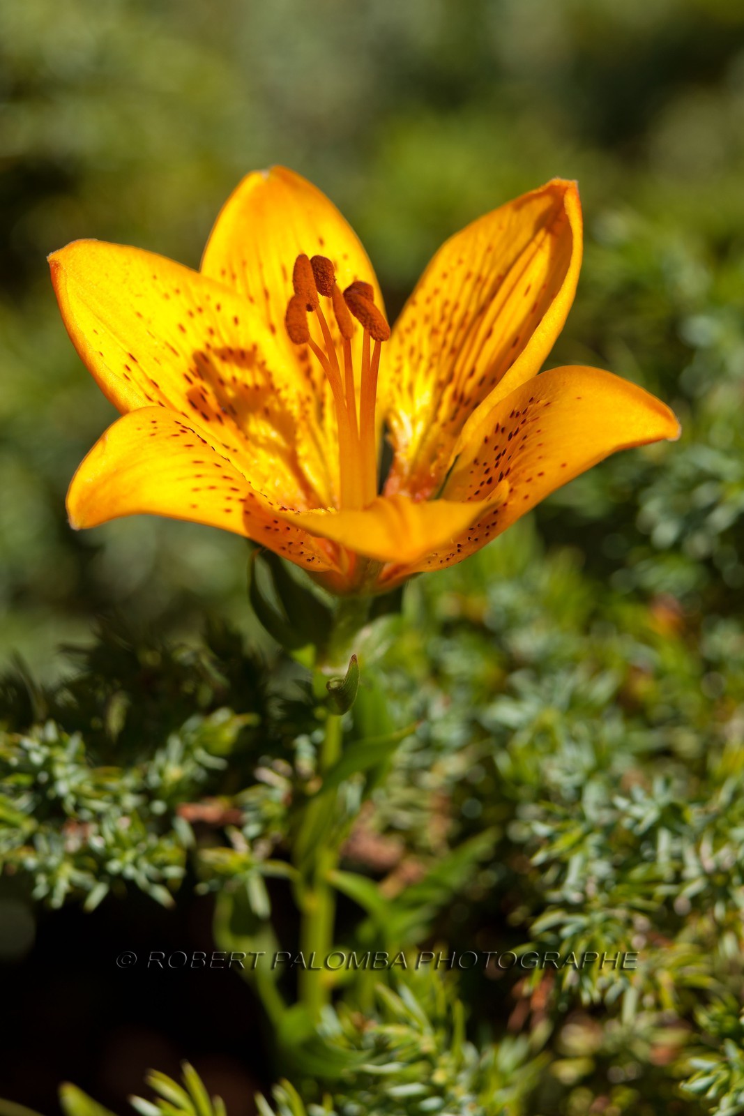 Lis Martagon,Lilium Martagon