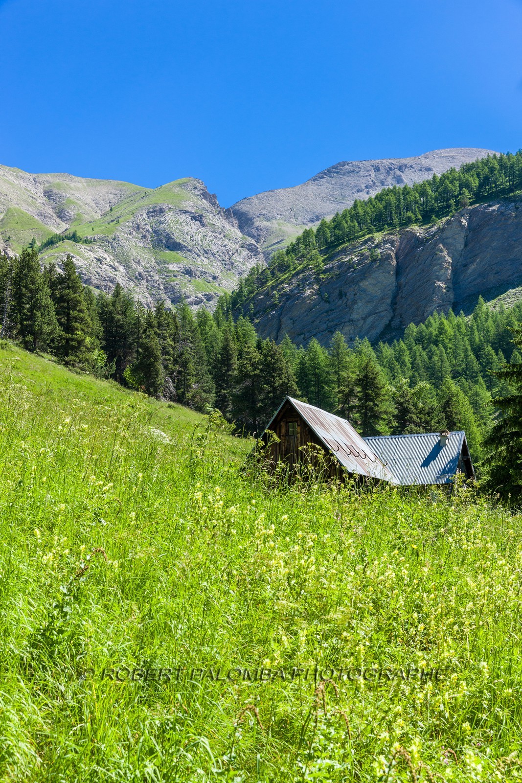 Allos