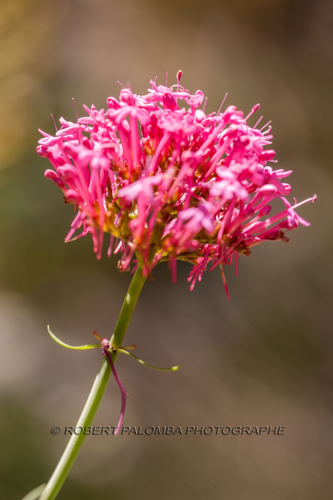 Valériane officinale, Valeriana officinalis Valériane officinale, Valeriana officinalis