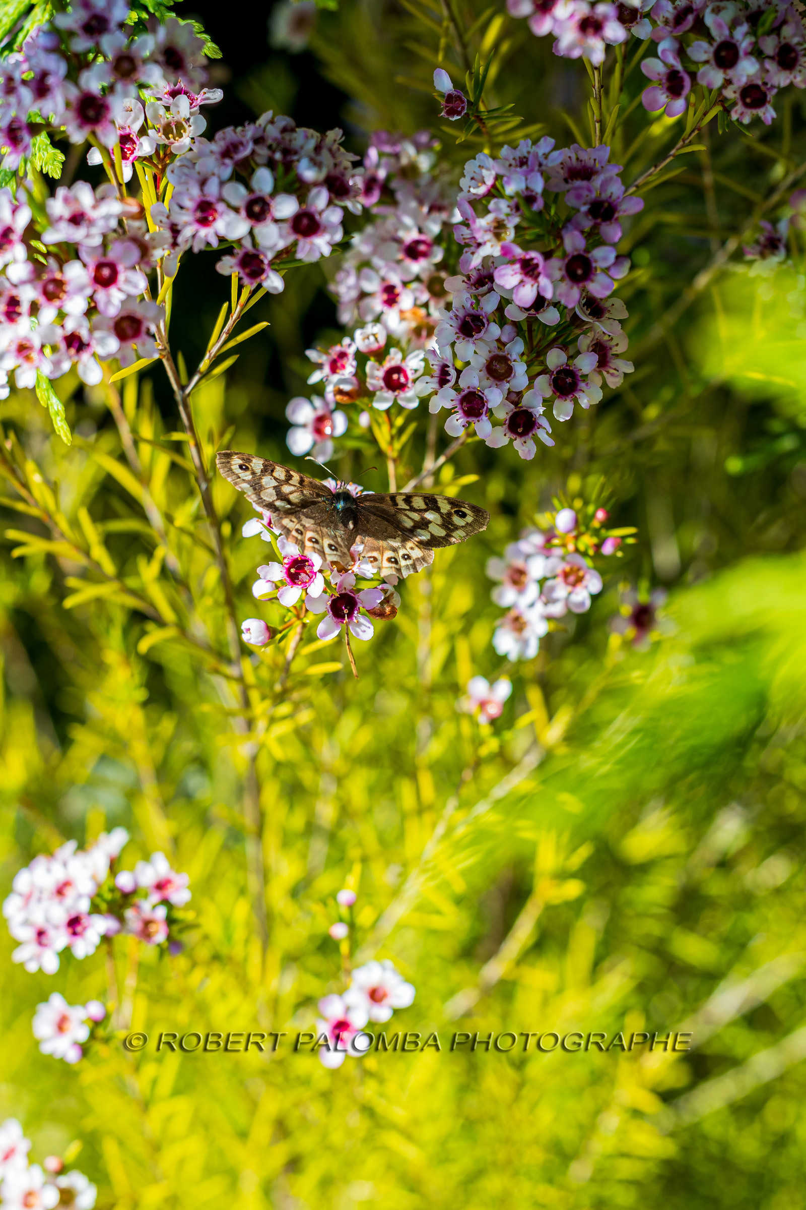 flore