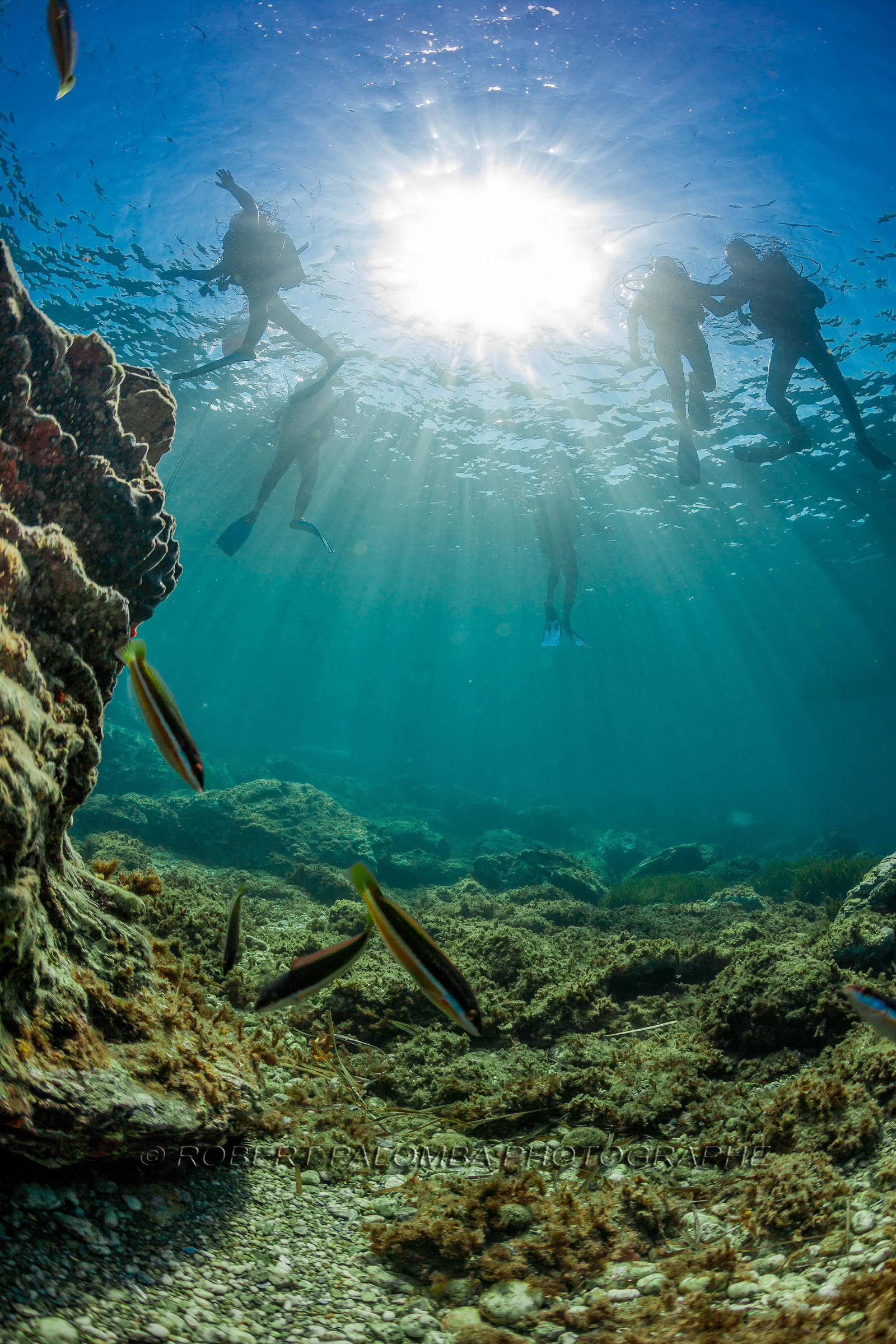 Plongée sous-marine