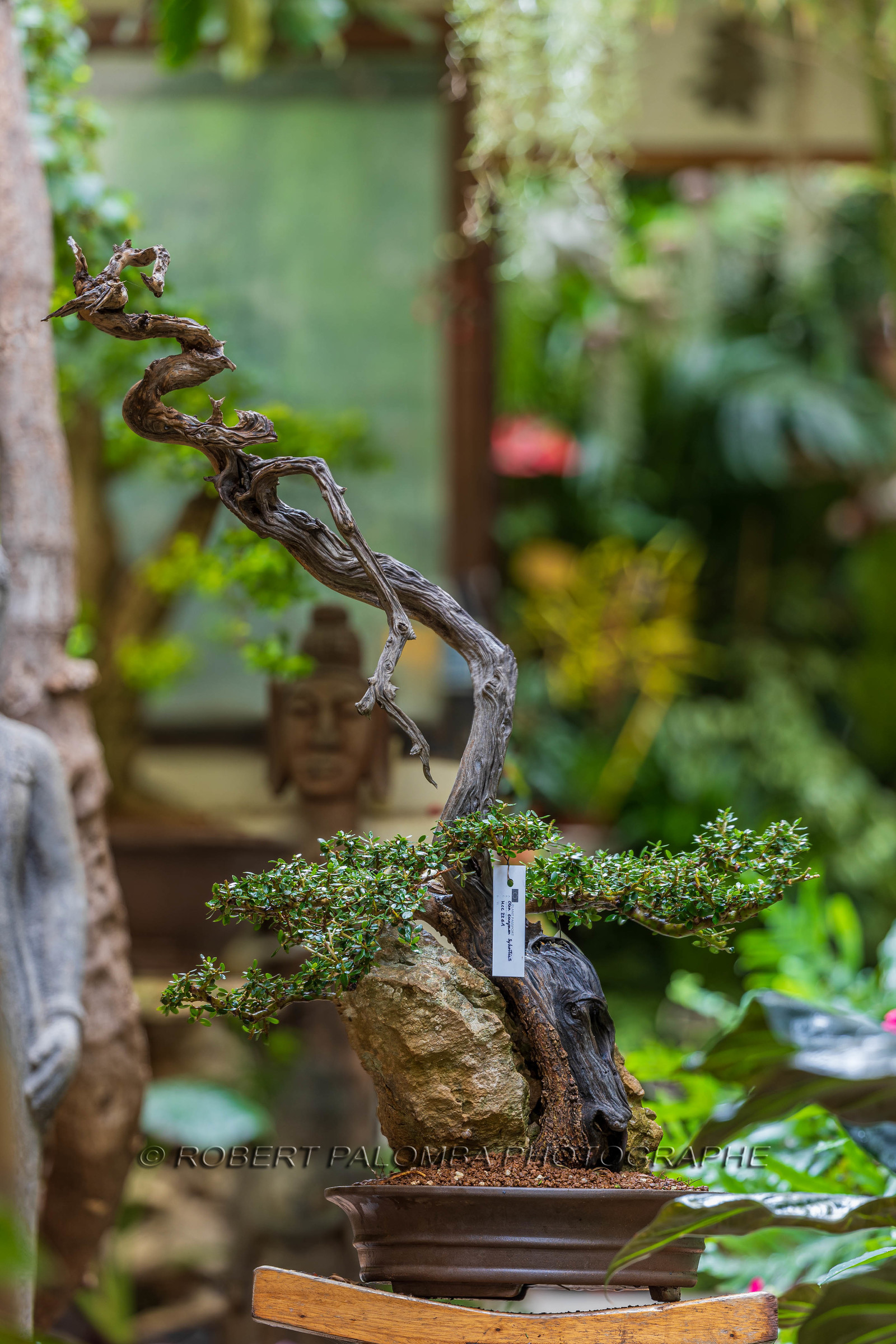 Bonsai Center