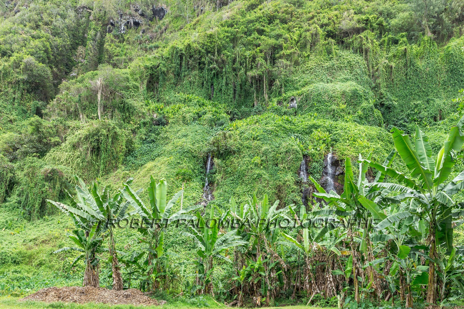 Ile de La Réunion