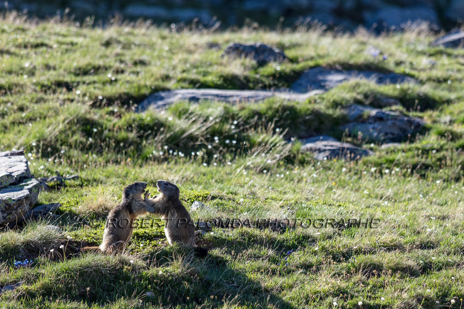 Marmotte, Marmota