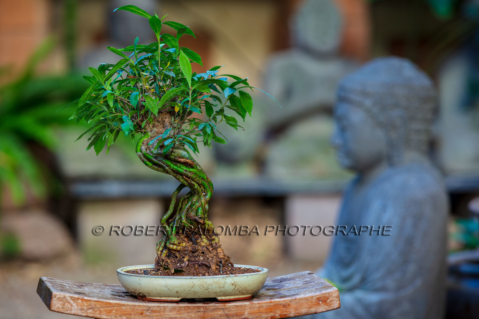 Bonsai