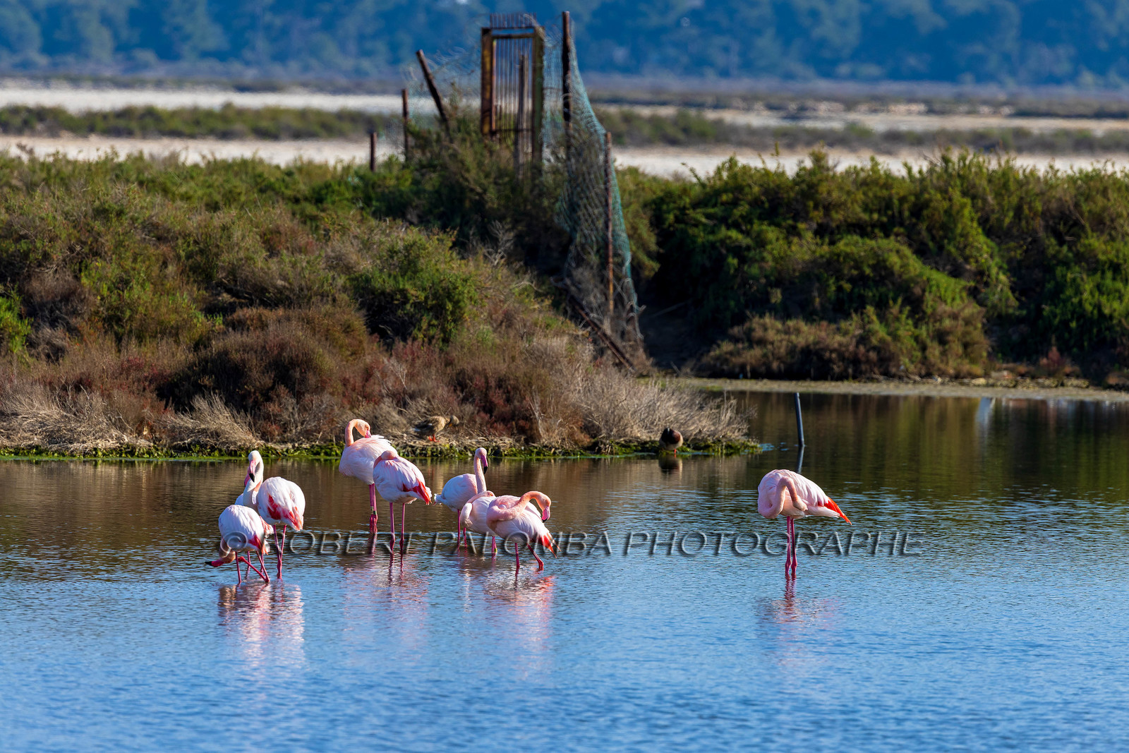 Flamant rose