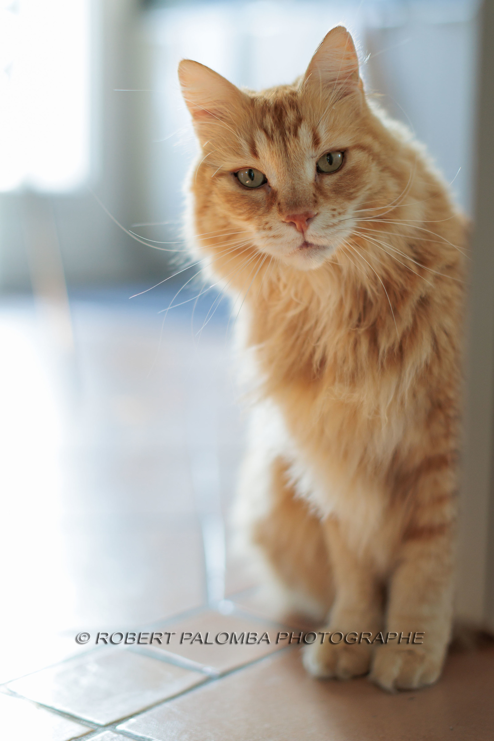 Chat