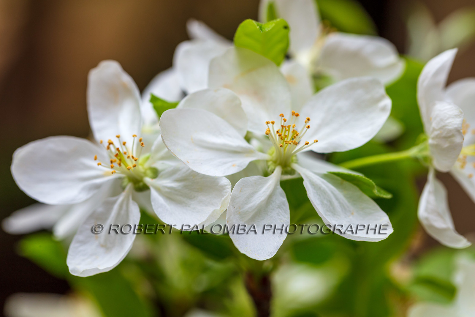 Flore