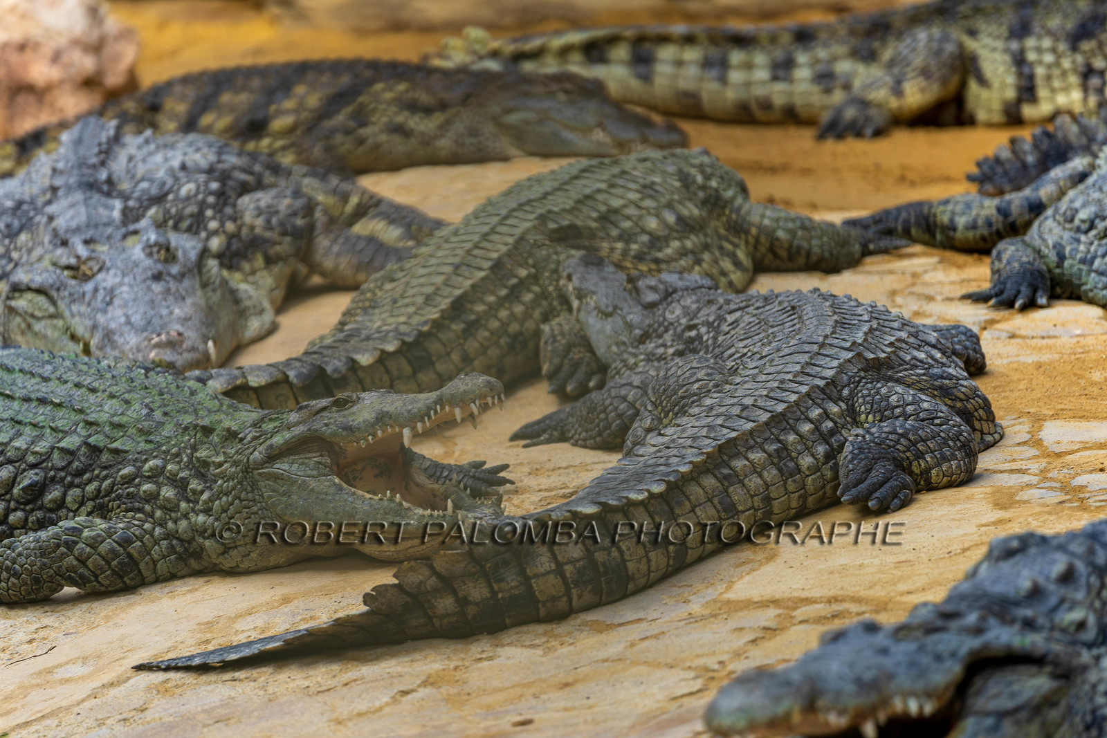 La Ferme aux crocodiles