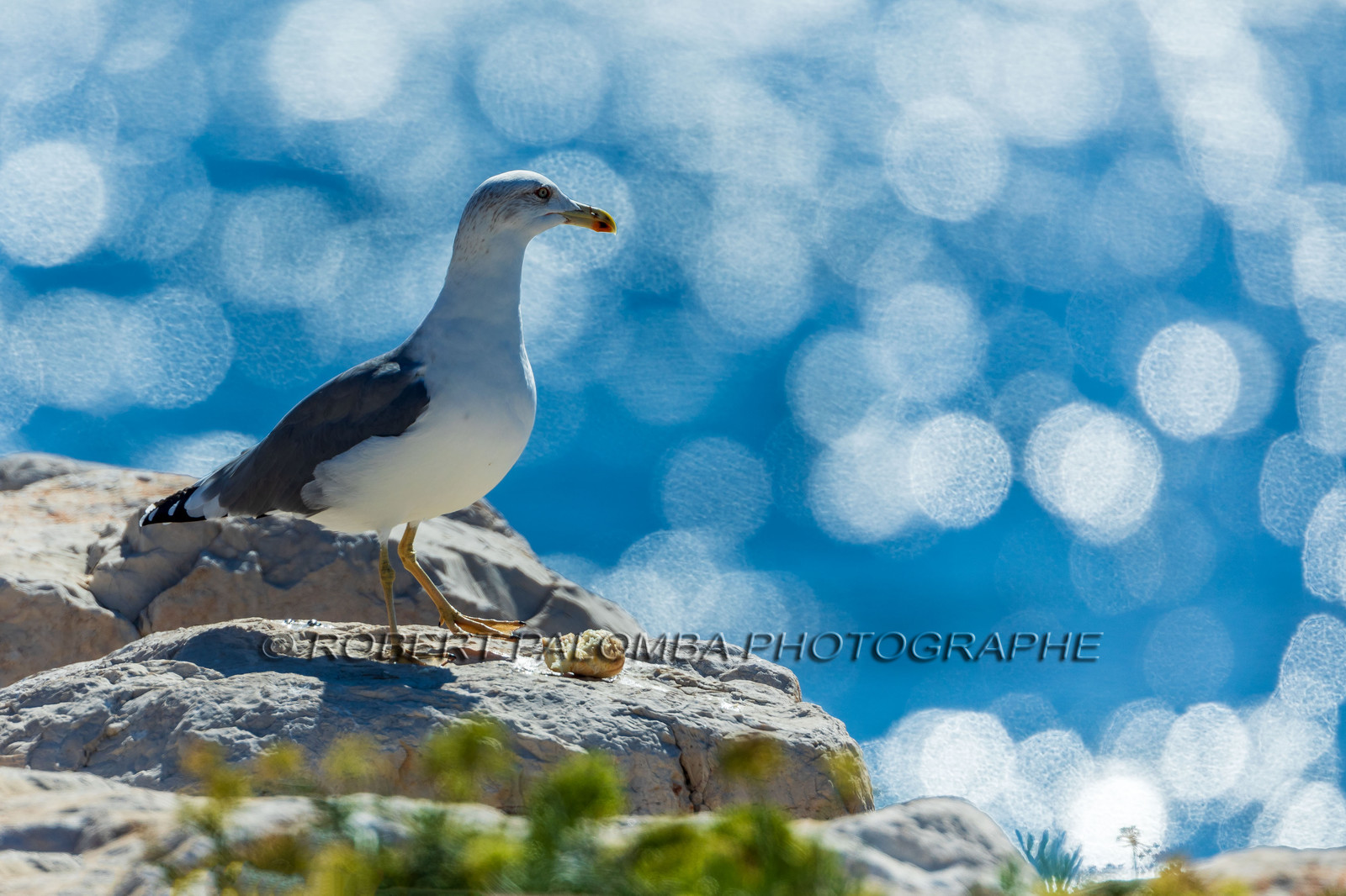 Mouette