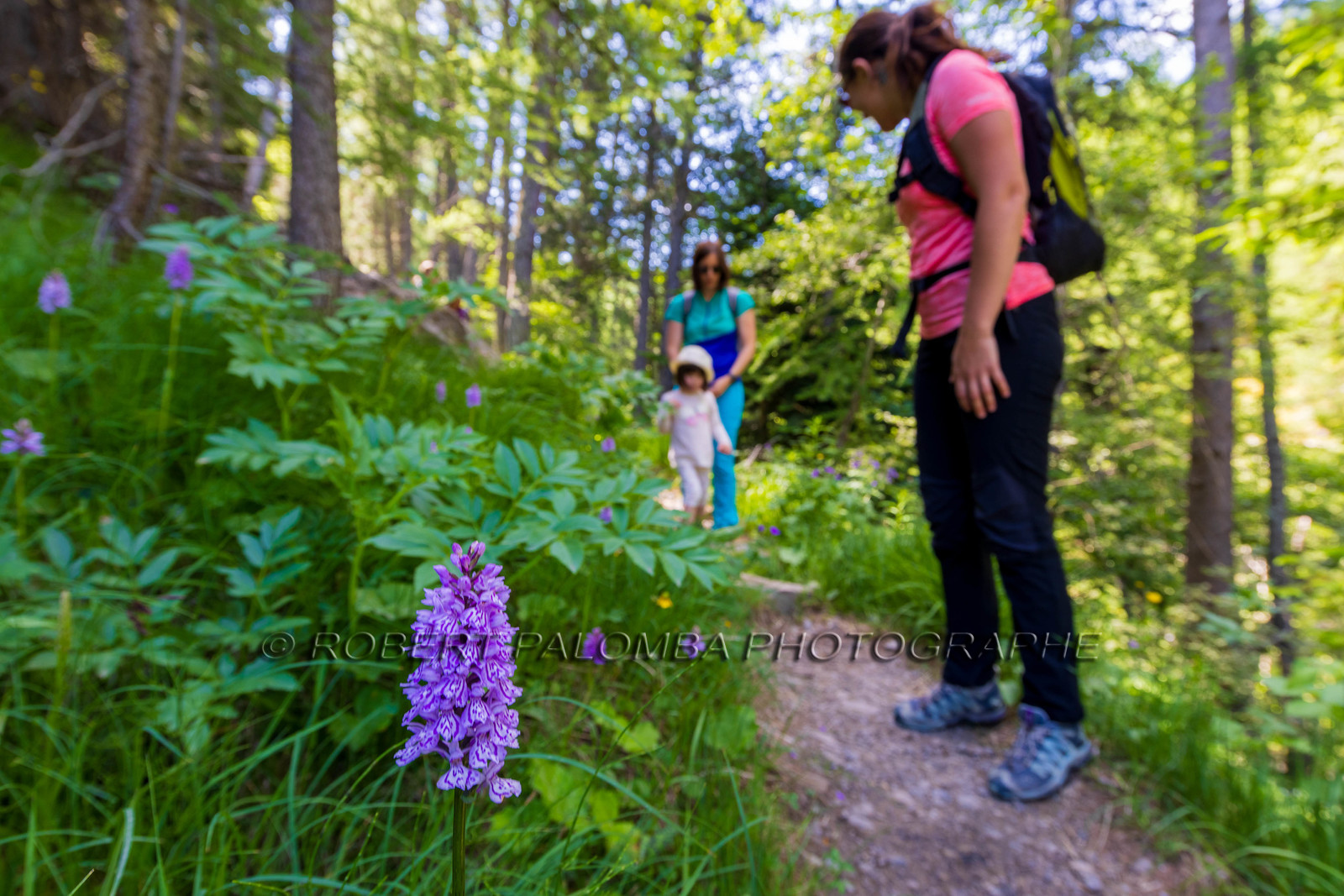Alpes-de-Haute-Provence (04) Val d'Allos