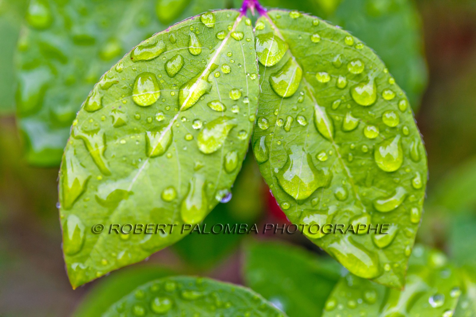 Chèvrefeuille, Lonicera Chèvrefeuille, Lonicera
