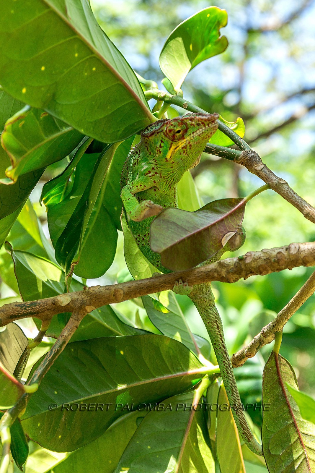 Caméléon, Endormi