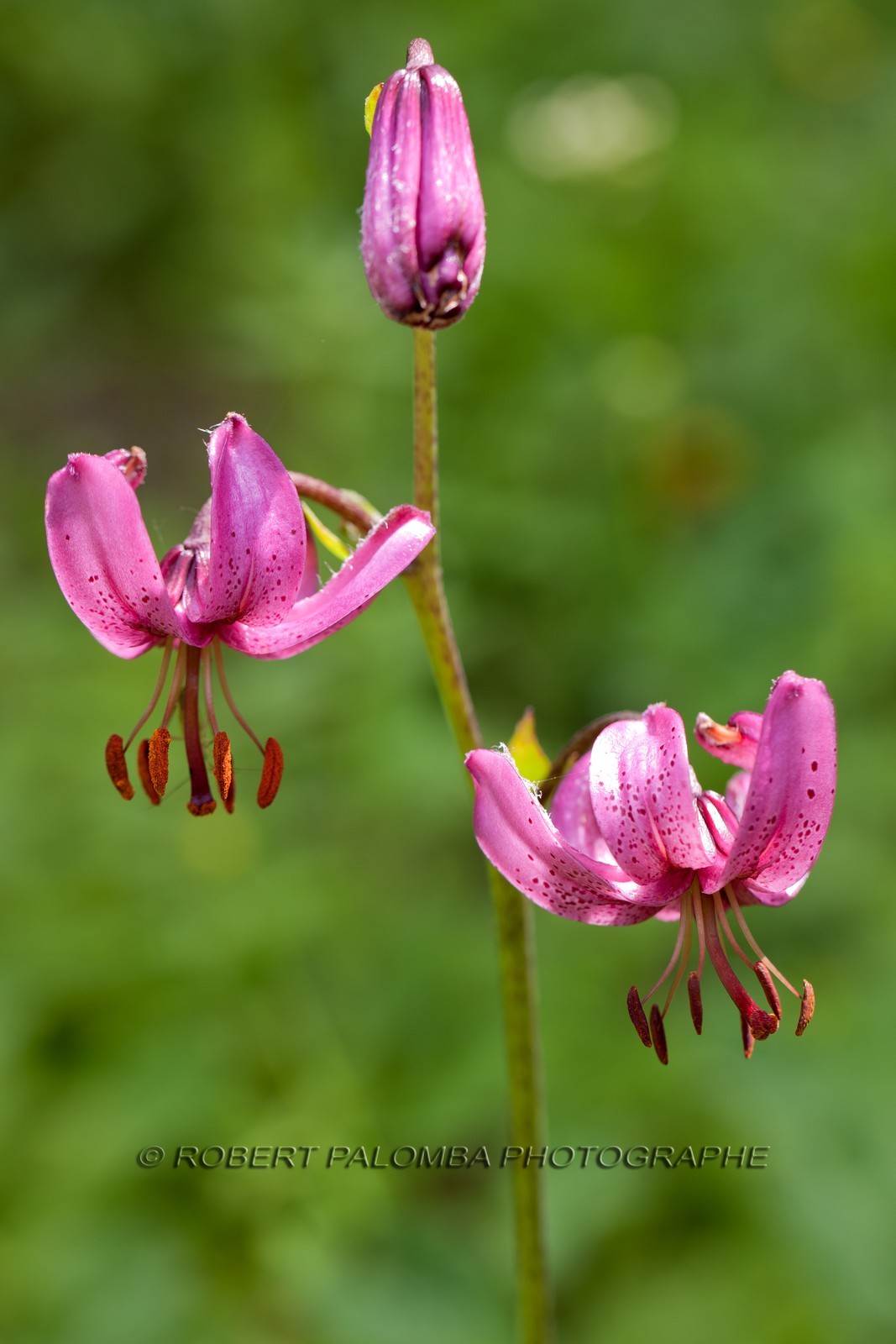 Lis Martagon, Lilium Martagon