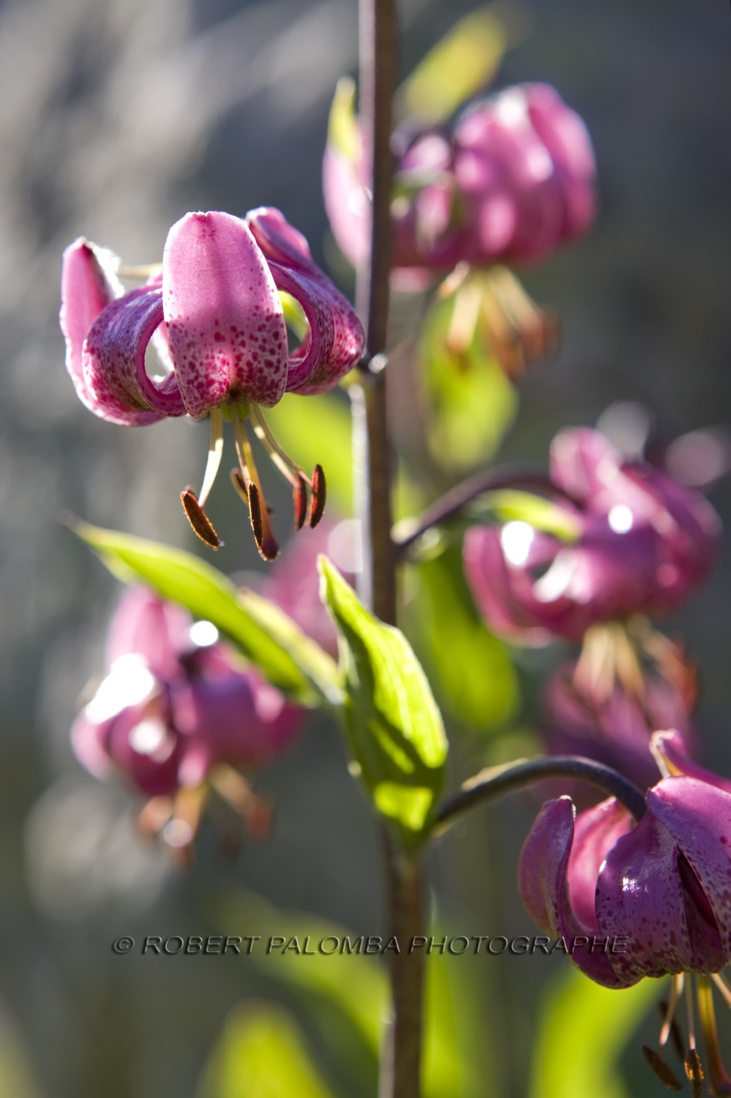 Lis martagon, Lilium martagon