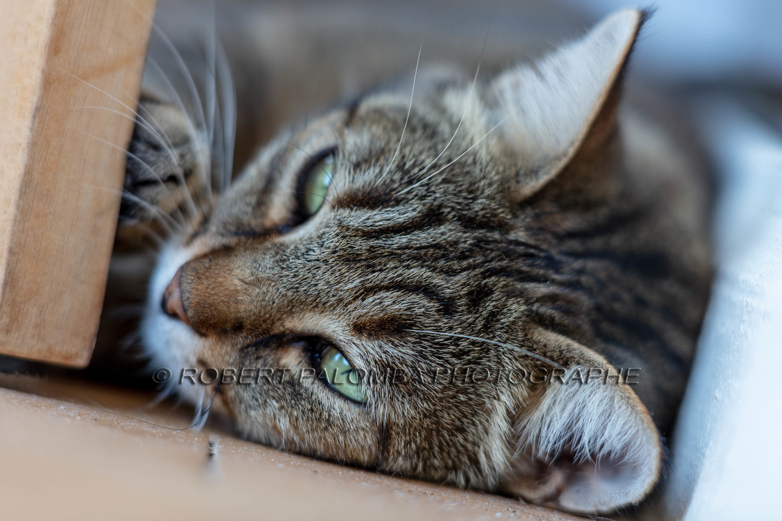 Chat corse