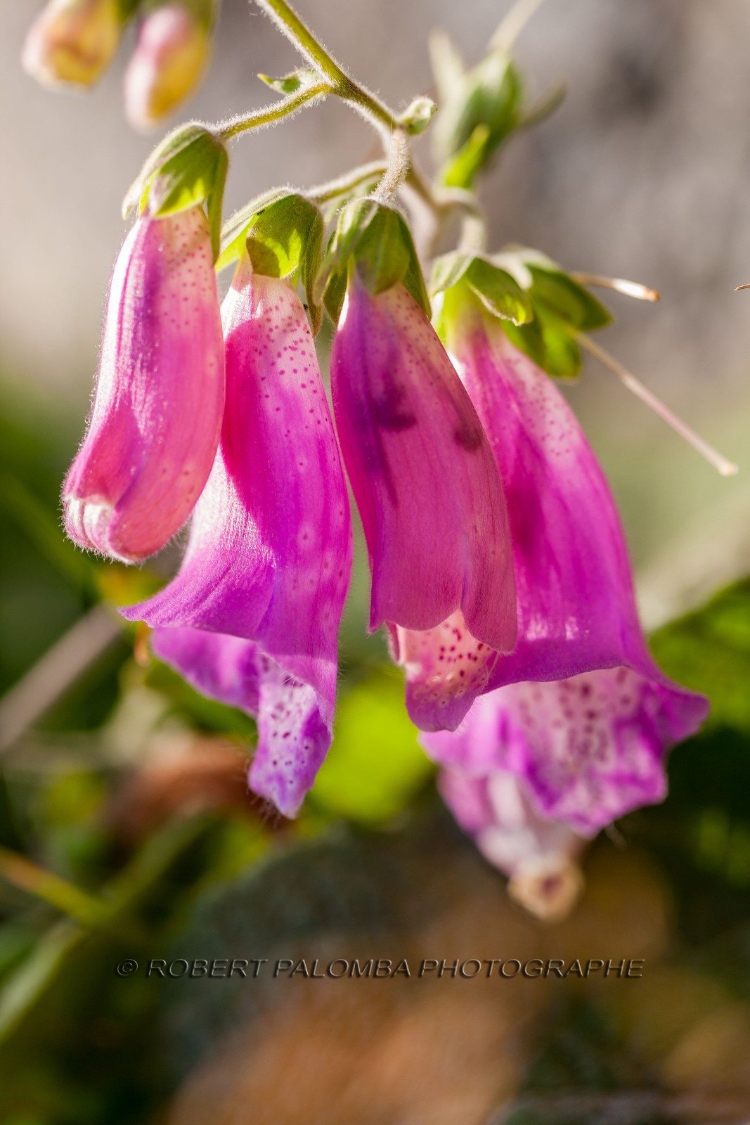 Digitale sauvage, Digitalis purpureaSud