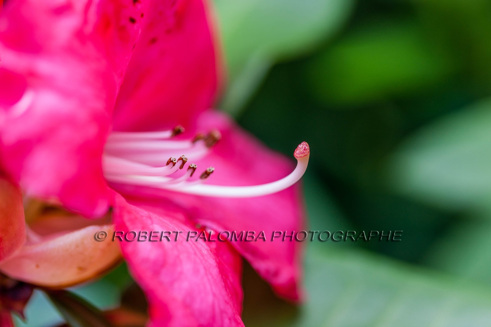 Hibiscus, Hibiscus syriacus