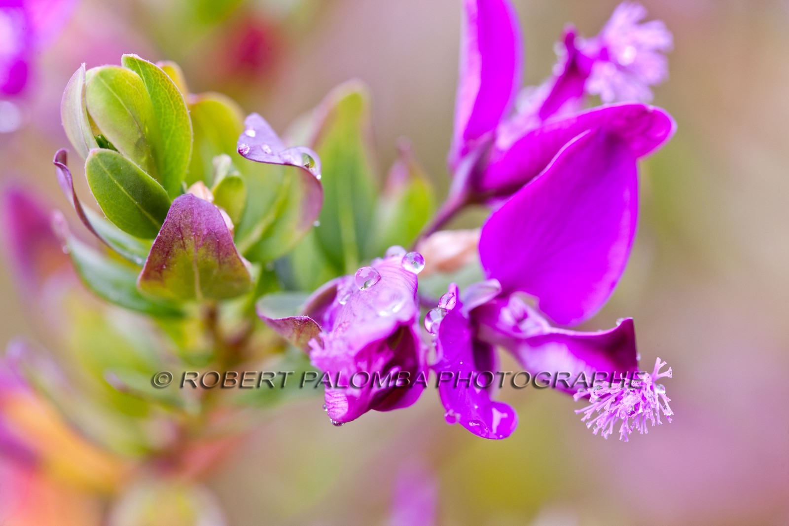 Polygala, polygala vulgaris Polygala, polygala vulgaris
