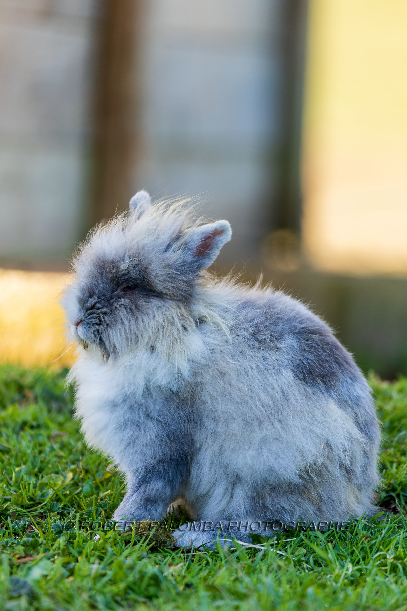 Lapin
