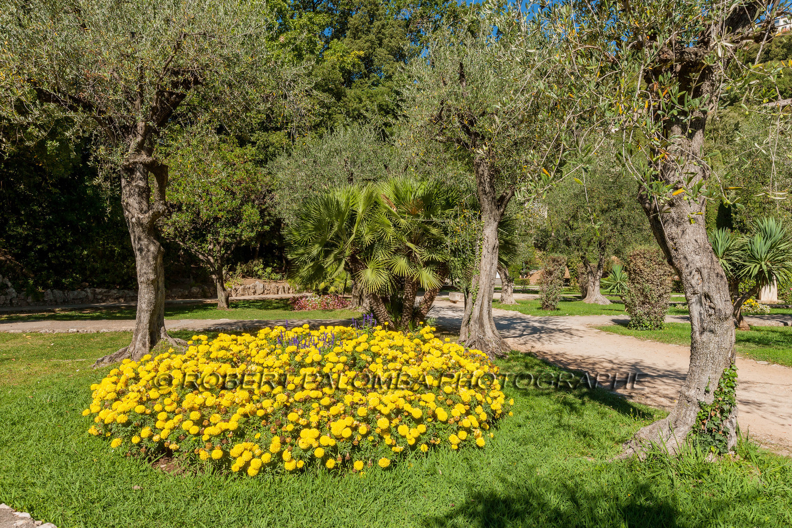 Grasse