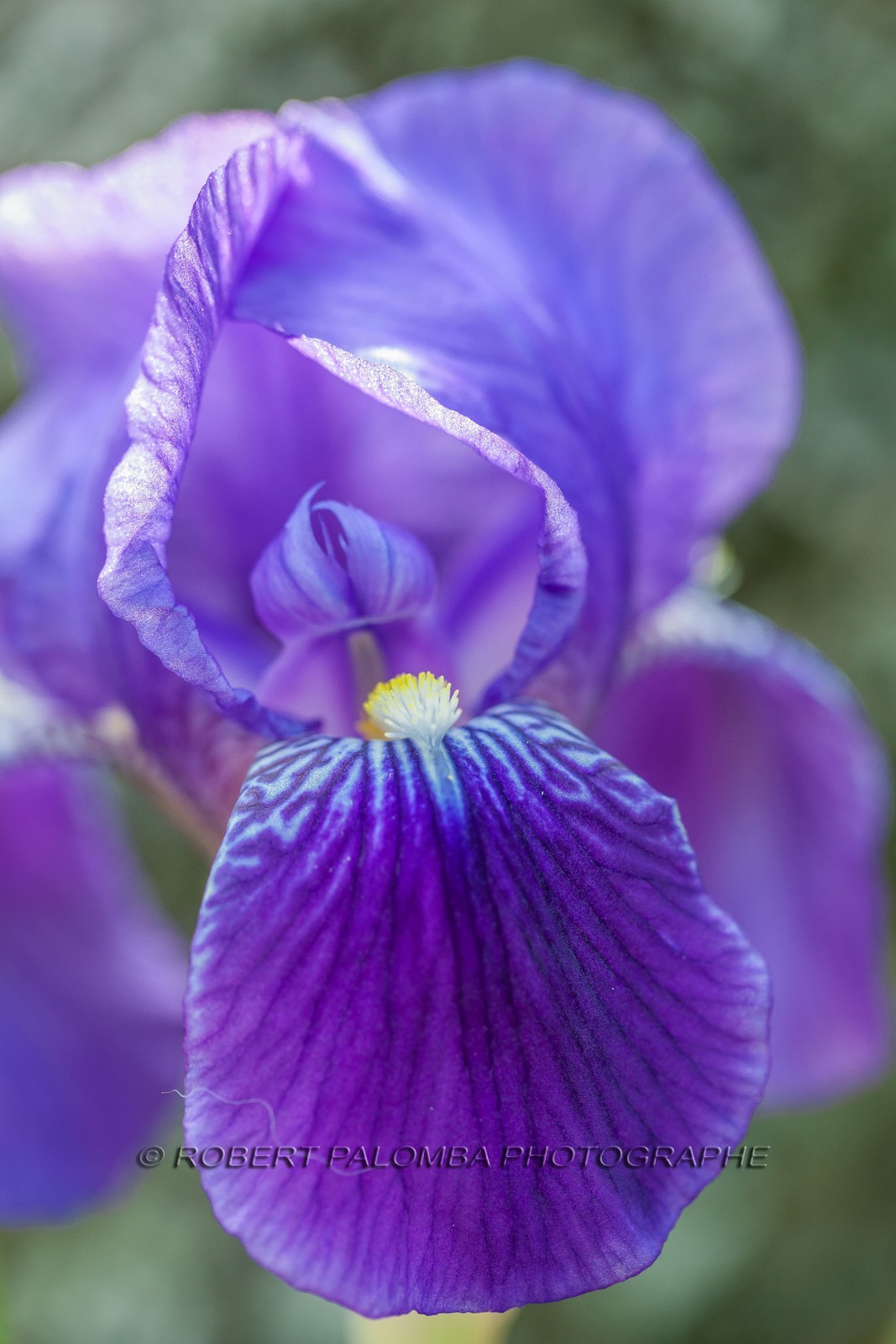 Iris, Iris haynei Iris, Iris haynei