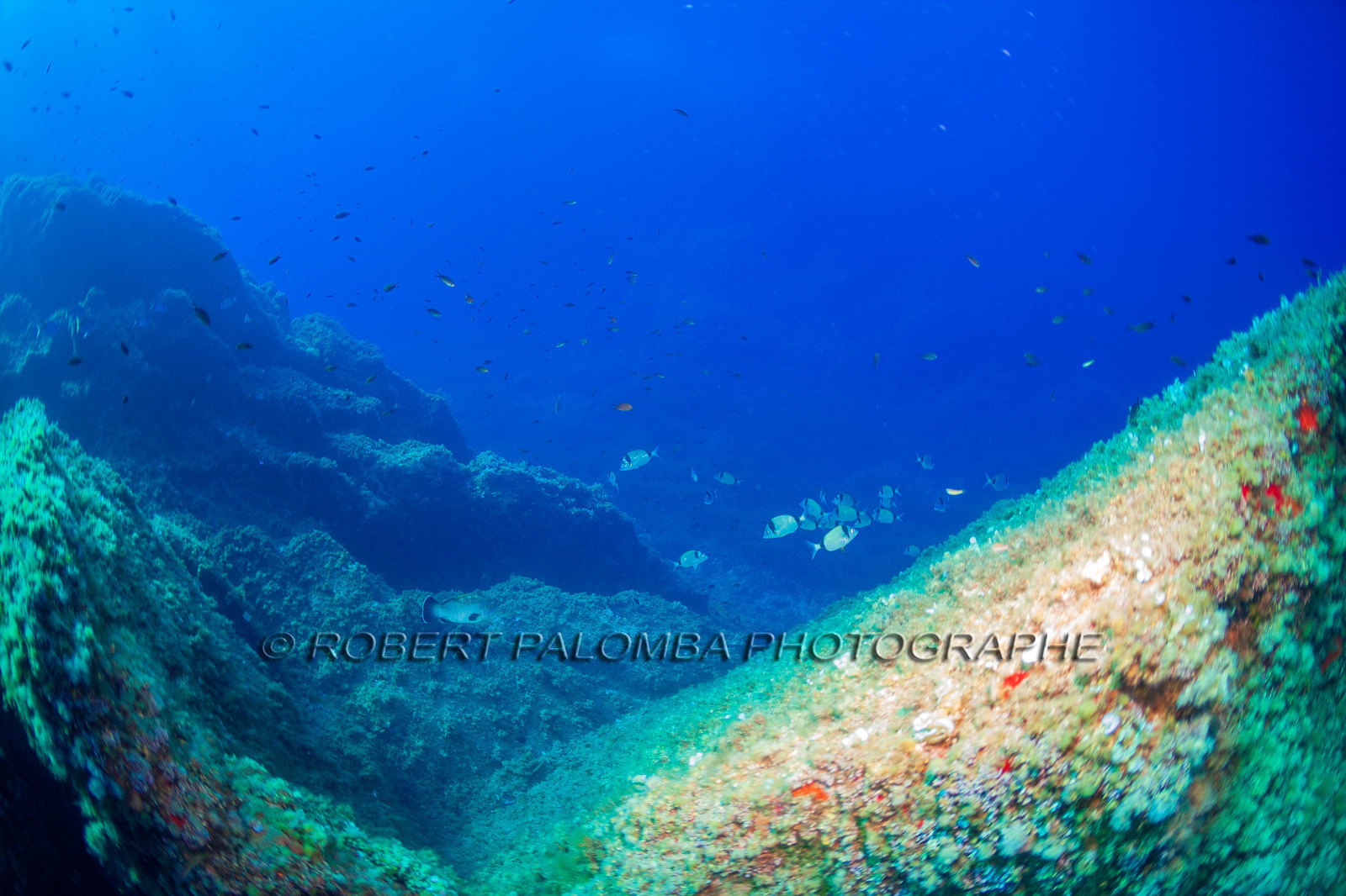 Plongée-sous-marine