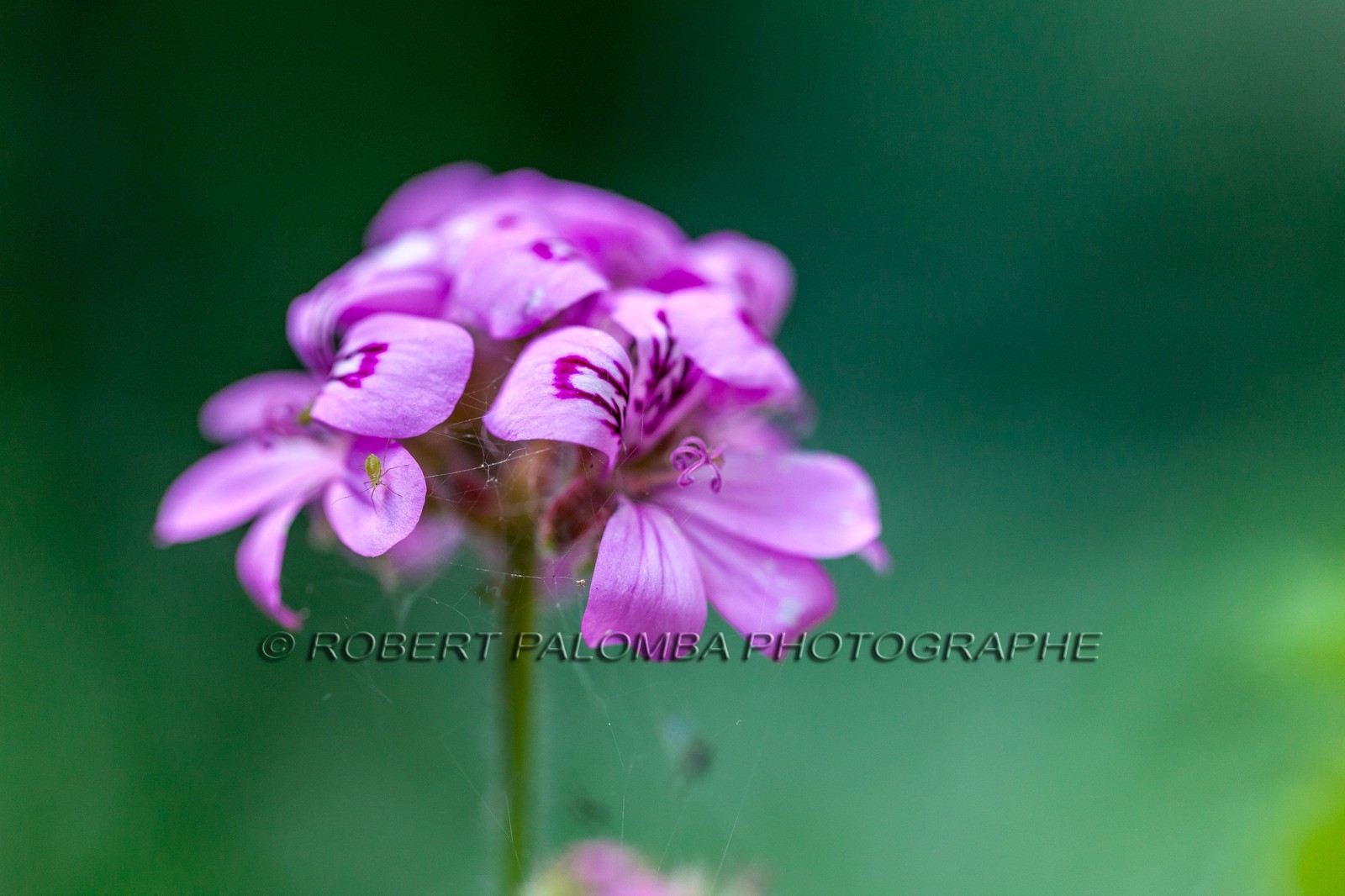 Flore Méditerranéenne Flore Méditerranéenne