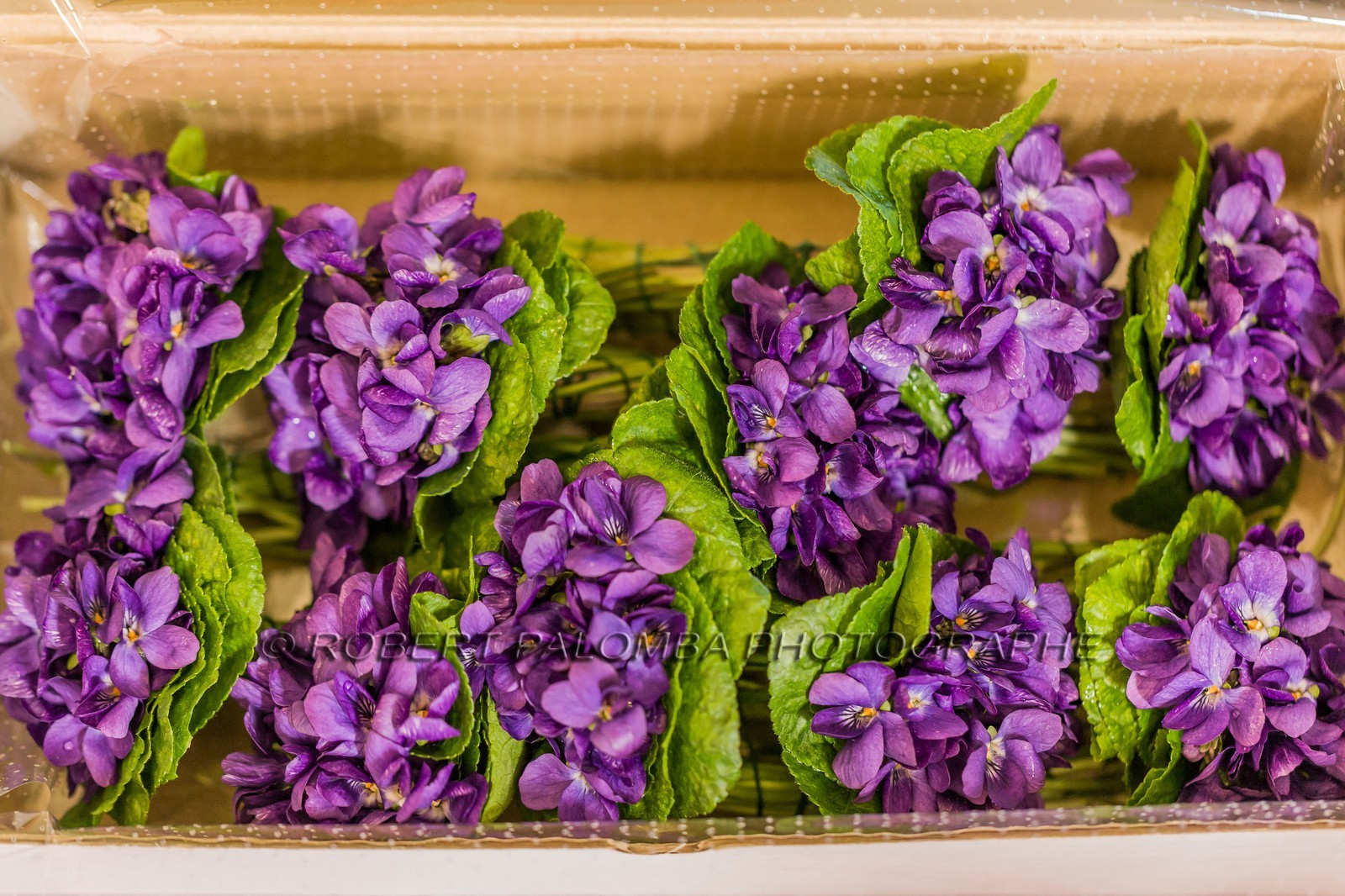 Violette, Viola Violette, Viola