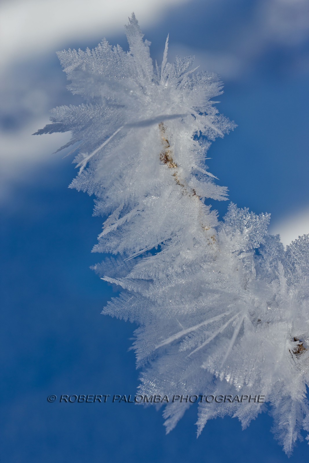 Cristaux de neige