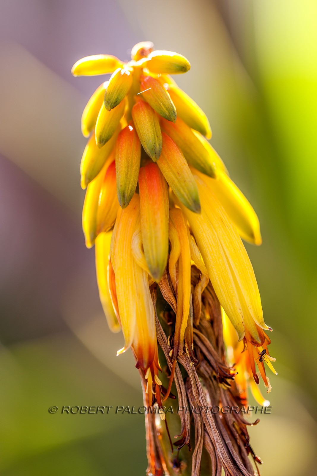 Flore Méditeranéenne Flore Méditeranéenne