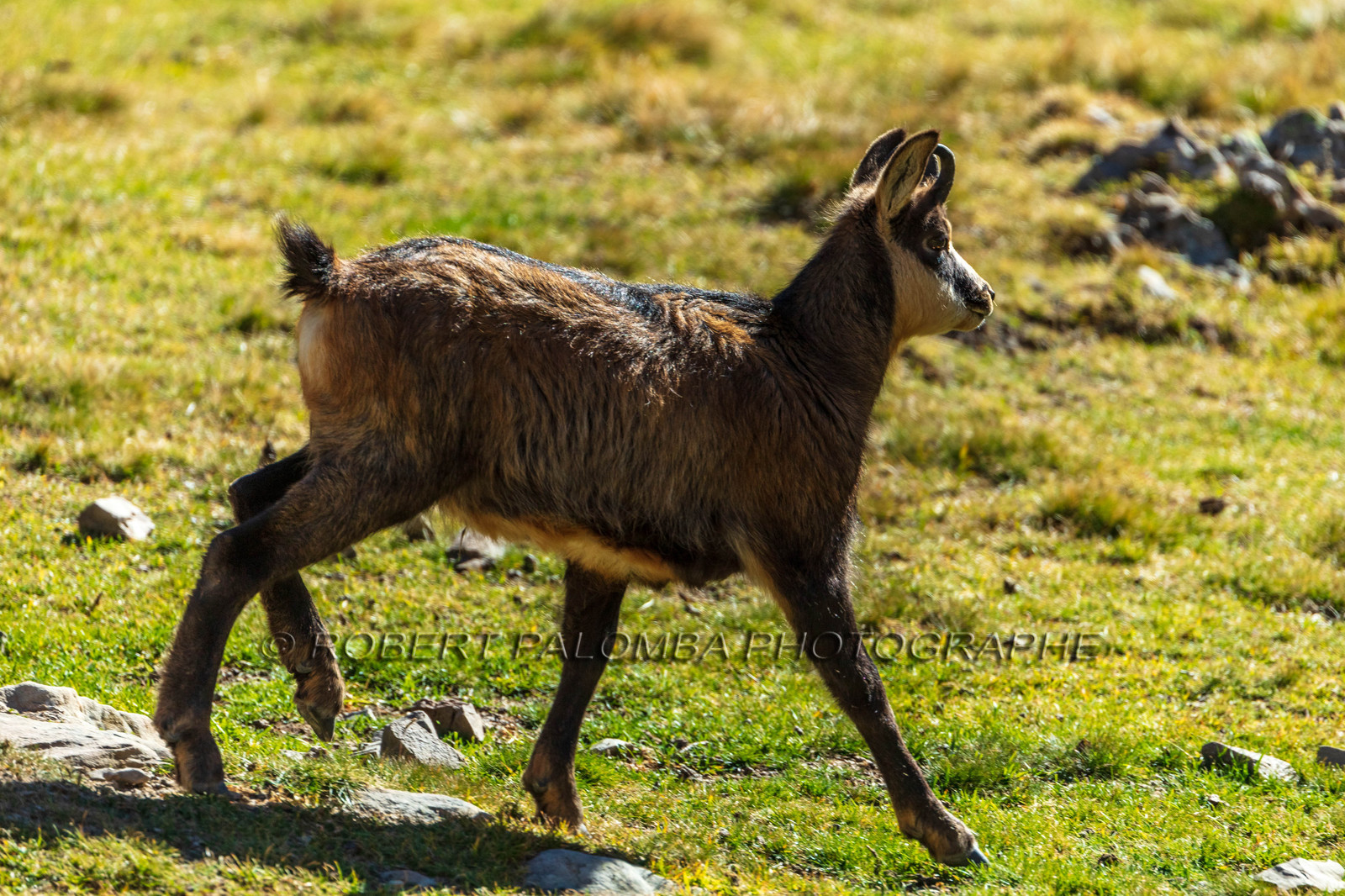 Chamois, Rupicapra rupicapra