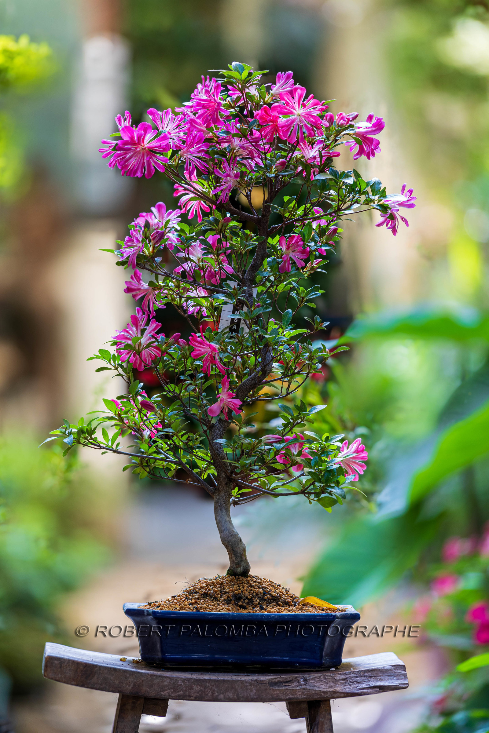 Bonsai Center