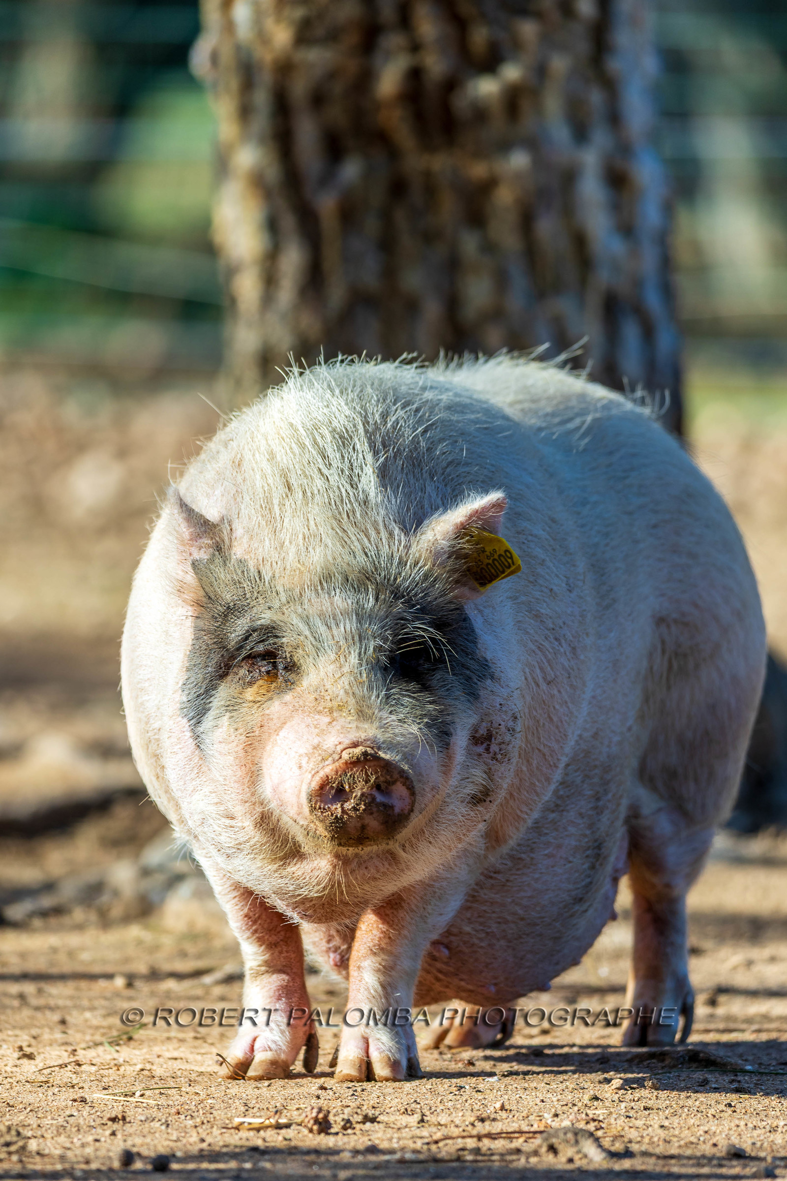 Cochon nain