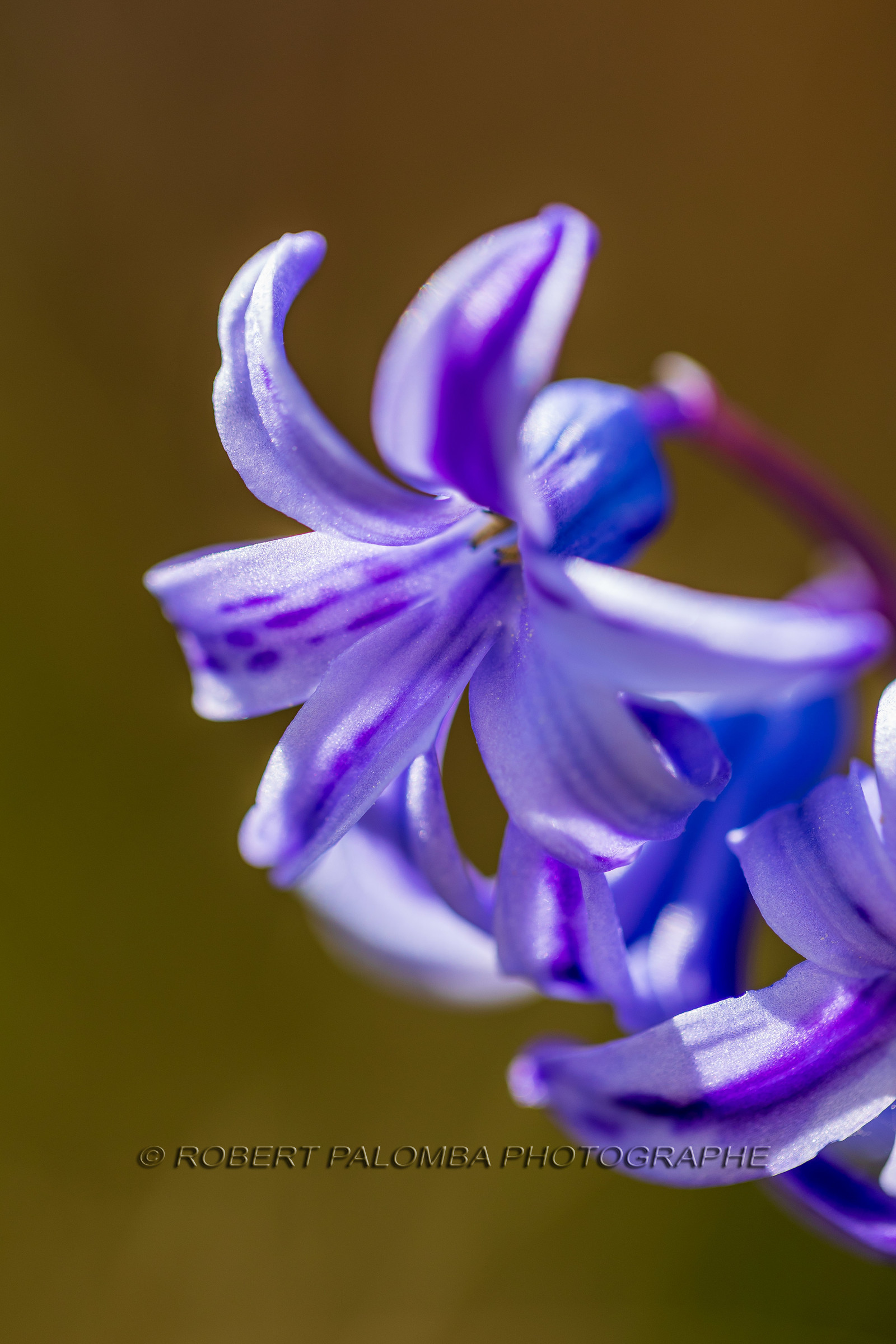 Flore