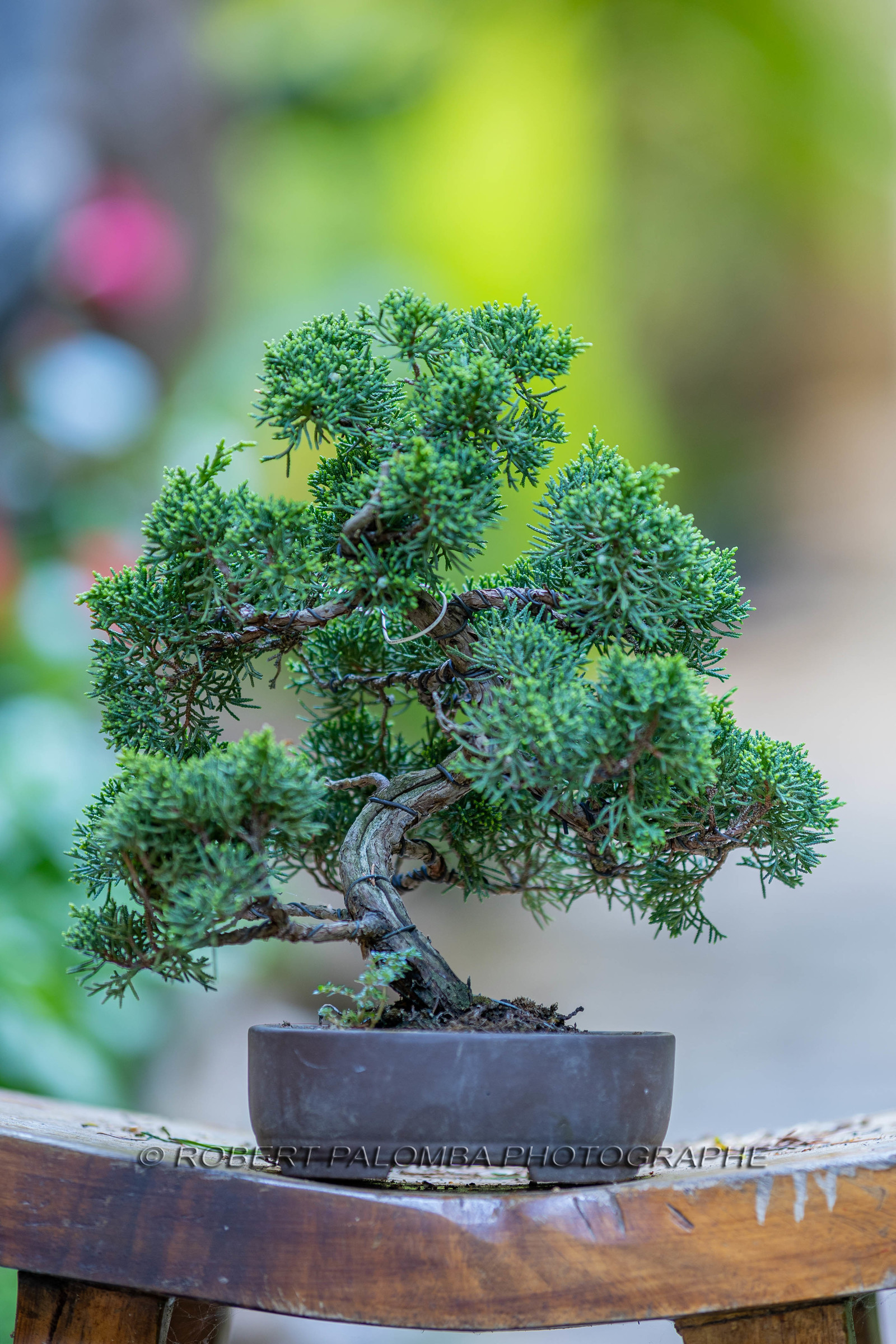 Bonsai