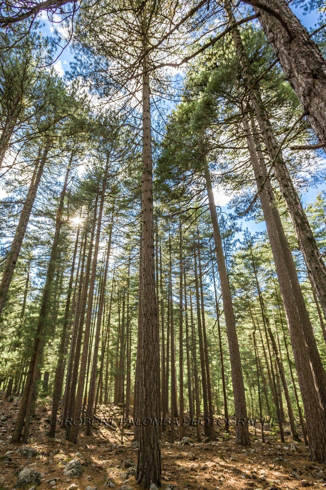 Haute Corse (2b)  Forêt domaniale de Valdu Niellu
