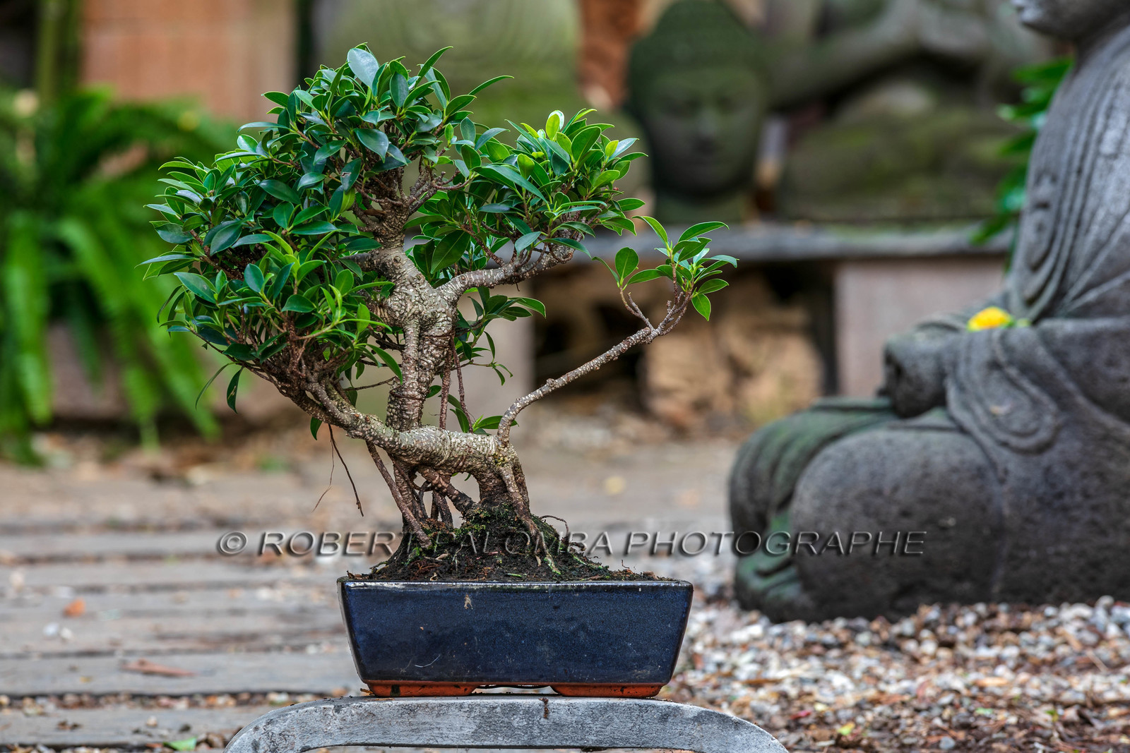 Bonsai