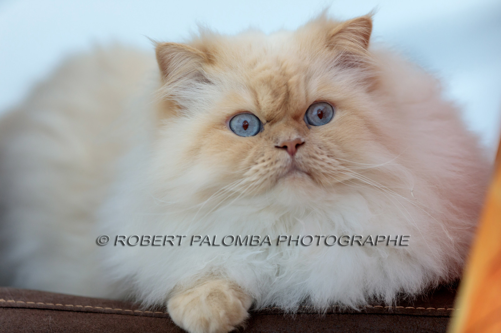 Chat