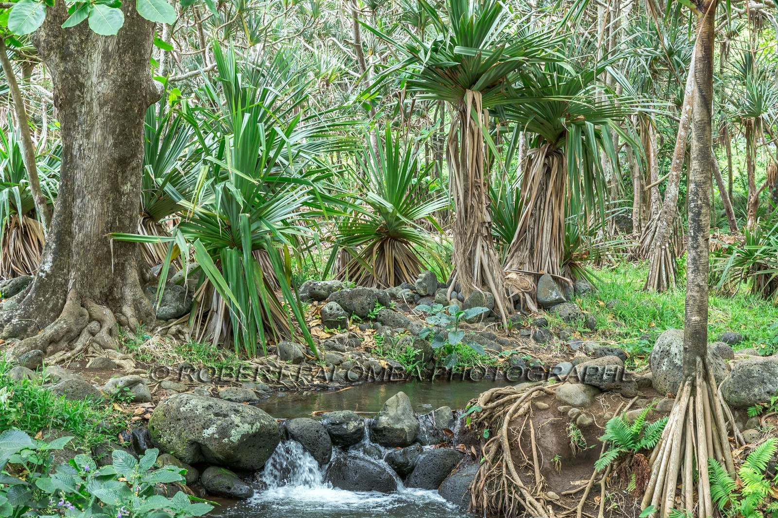 Ile de La Réunion