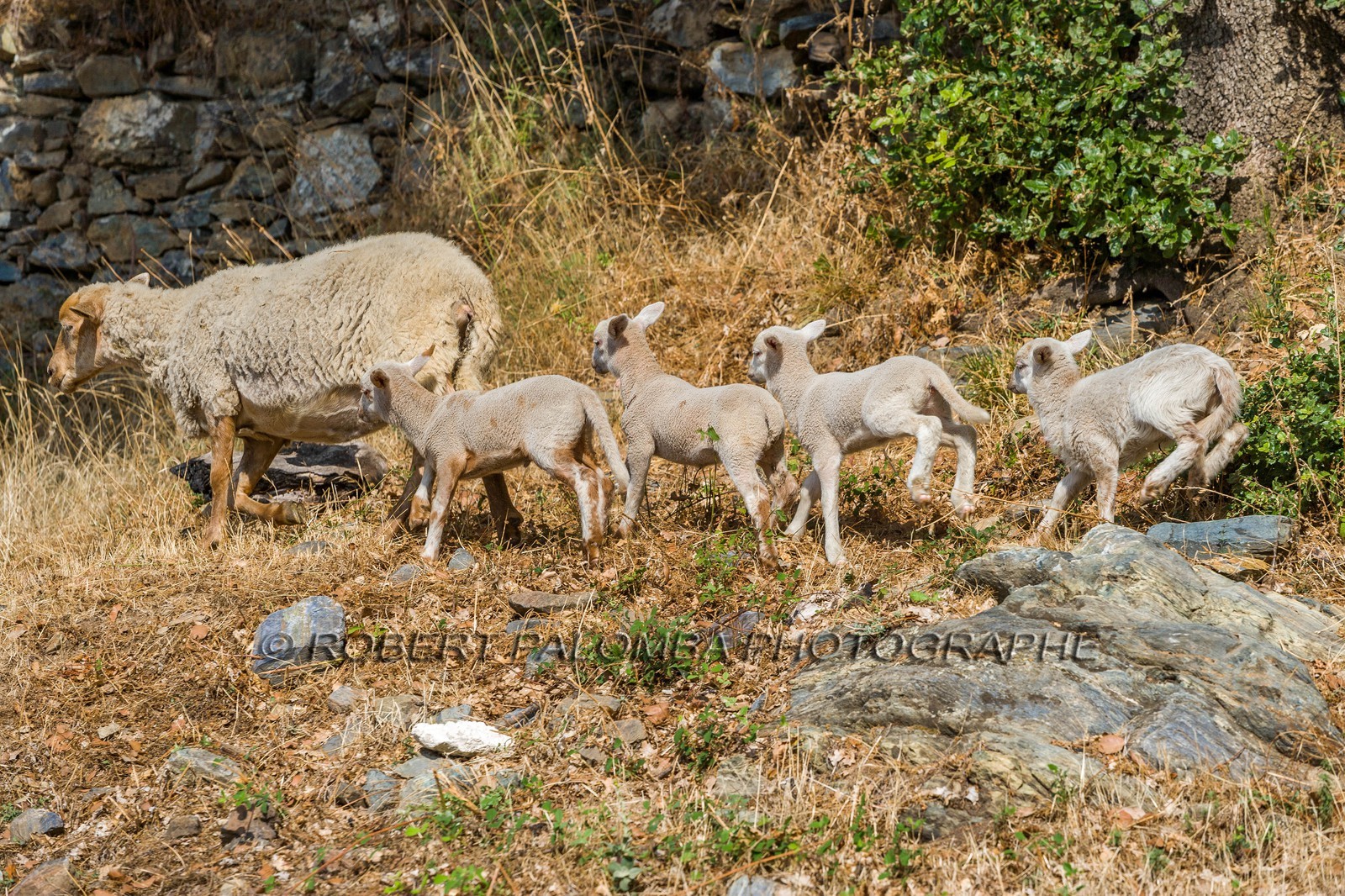 Mouton