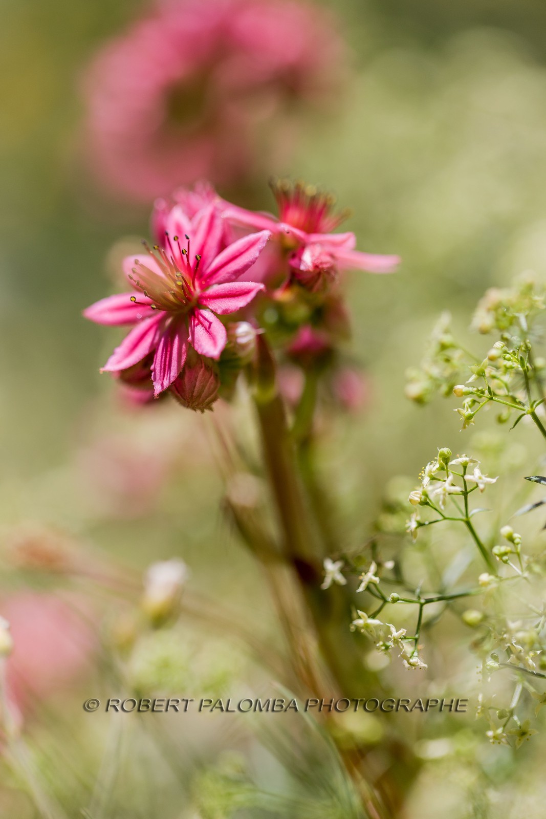 Joubarbe à toile d'araignée, Sempervivum arachnoideum