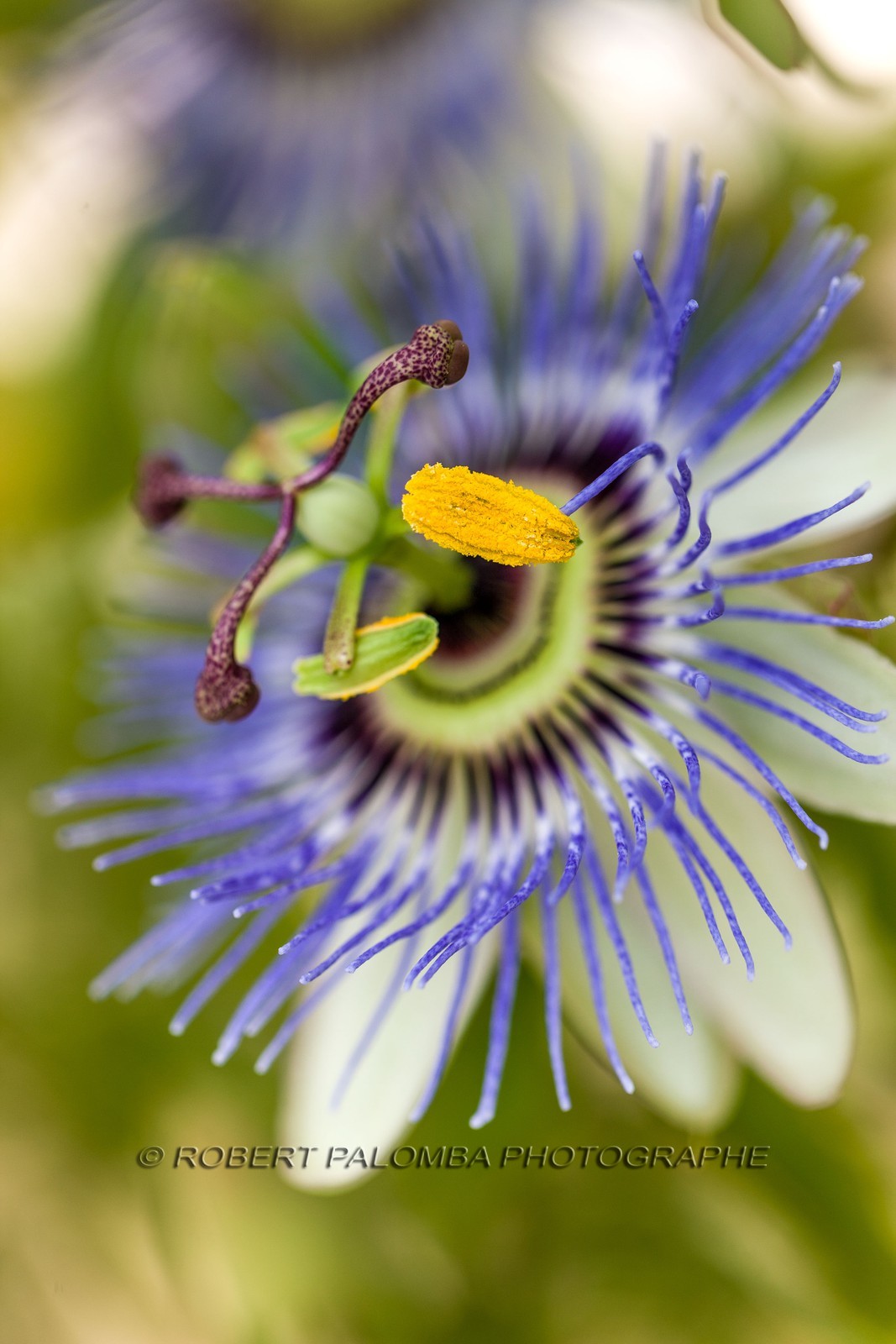 Flore méditerranéenne Flore méditerranéenne