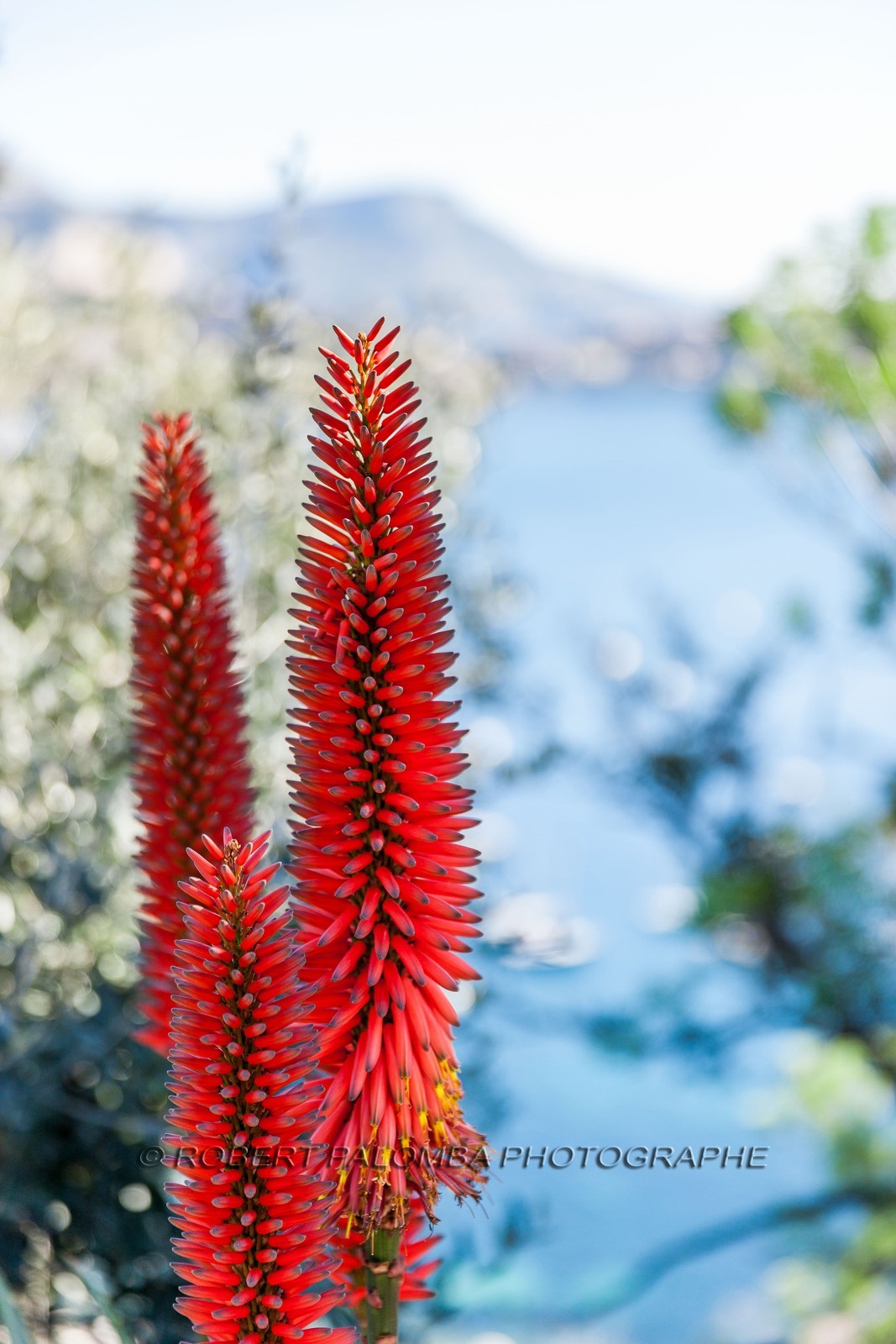 Flore méditerranéenne Flore méditerranéenne