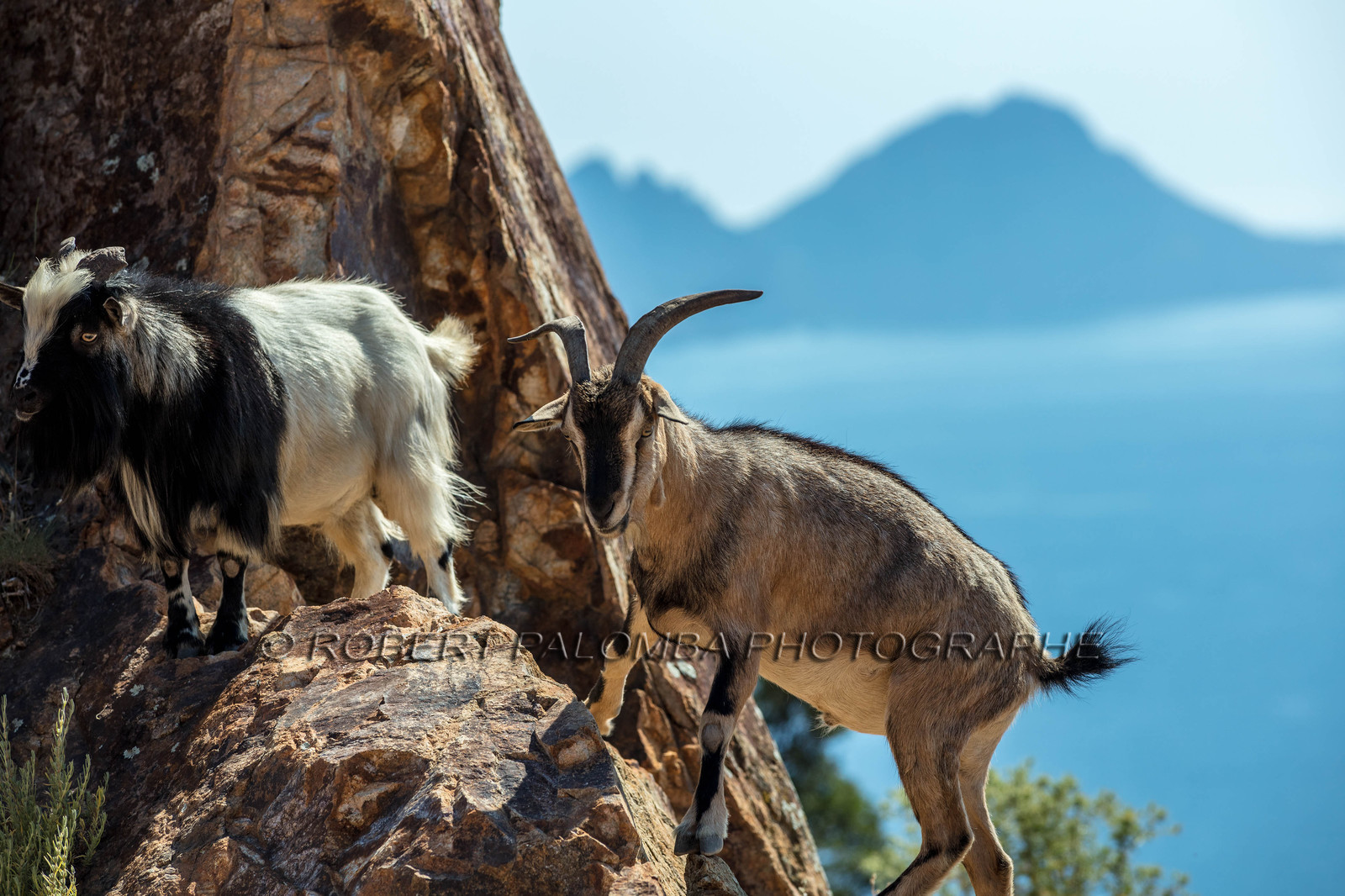 Chèvre corse