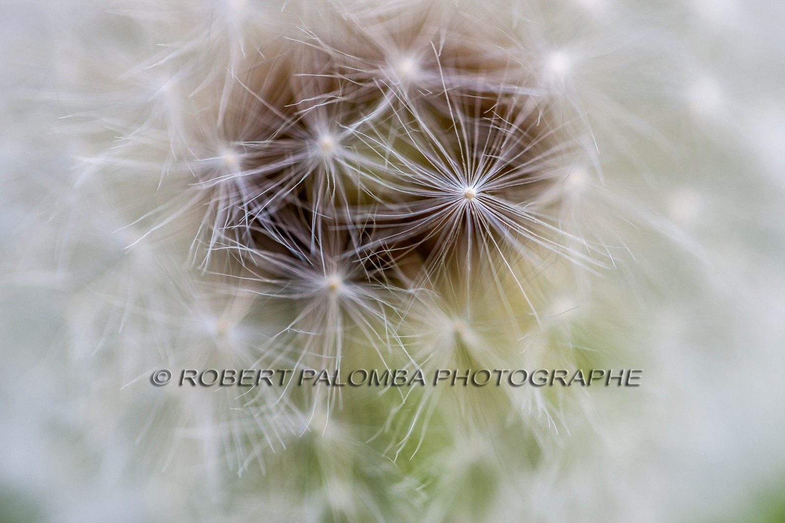 Pissenlit dit Taraxacum Pissenlit dit Taraxacum